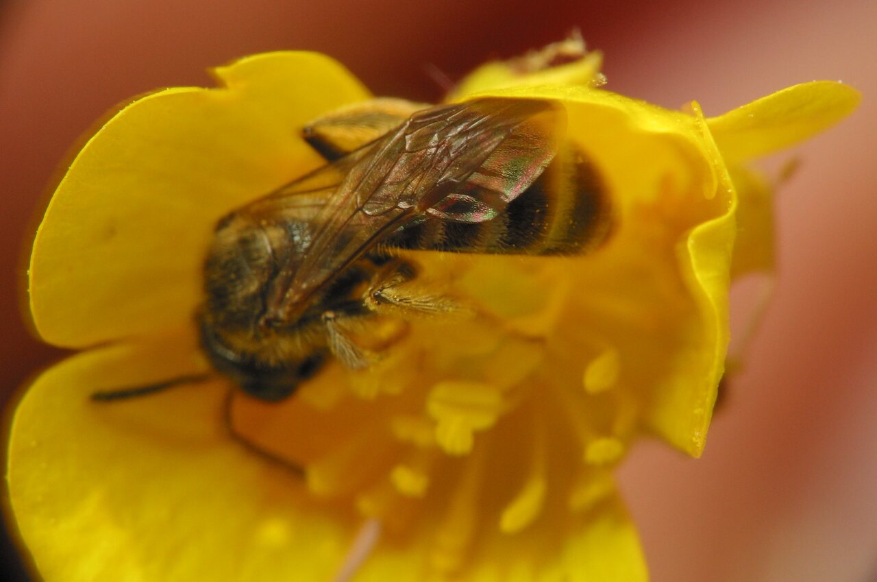 Apidae-2306.jpg