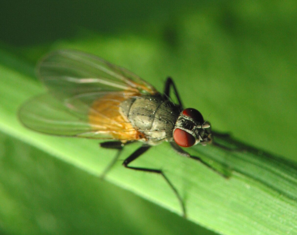 Diptera-2338.jpg