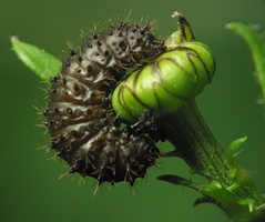 Galeruca tanaceti larva · kraujažolinis grublys, lerva