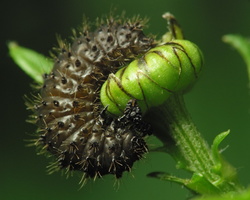 Galeruca tanaceti larva · kraujažolinis grublys, lerva
