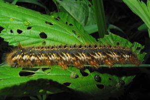 Euthrix potatoria caterpillar · pievinis verpikas, vikšras