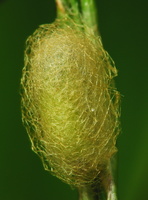 Insecta cocoon