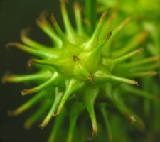 Cyperaceae · viksvuoliniai