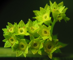 Alchemilla aggr. vulgaris · paprastoji rasakila