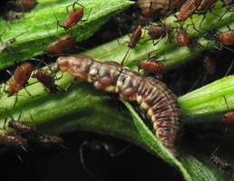 Hemerobiidae larva feeding on aphids · lapasparnis, lerva