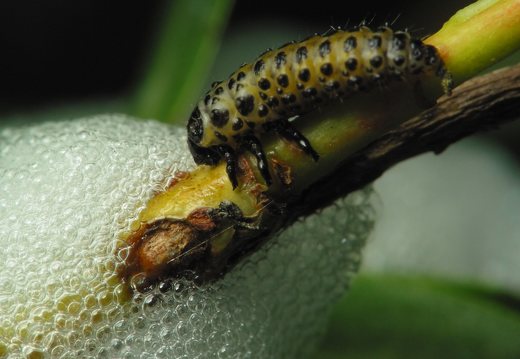 Chrysomela vigintipunctata larva · taškuotasis gluosninukas, lerva