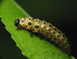 Chrysomela vigintipunctata larva · taškuotasis gluosninukas, lerva