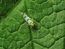 Linnavuoriana sexmaculata · cikadėlė