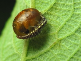 Chrysopidae larva · auksaakė, lerva