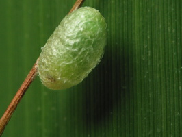 Insecta cocoon