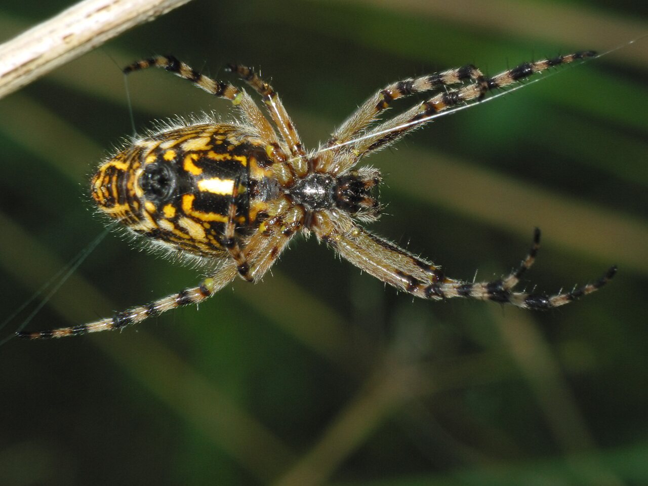 Araneidae-Aculepeira-ceropegia-female-2602.jpg