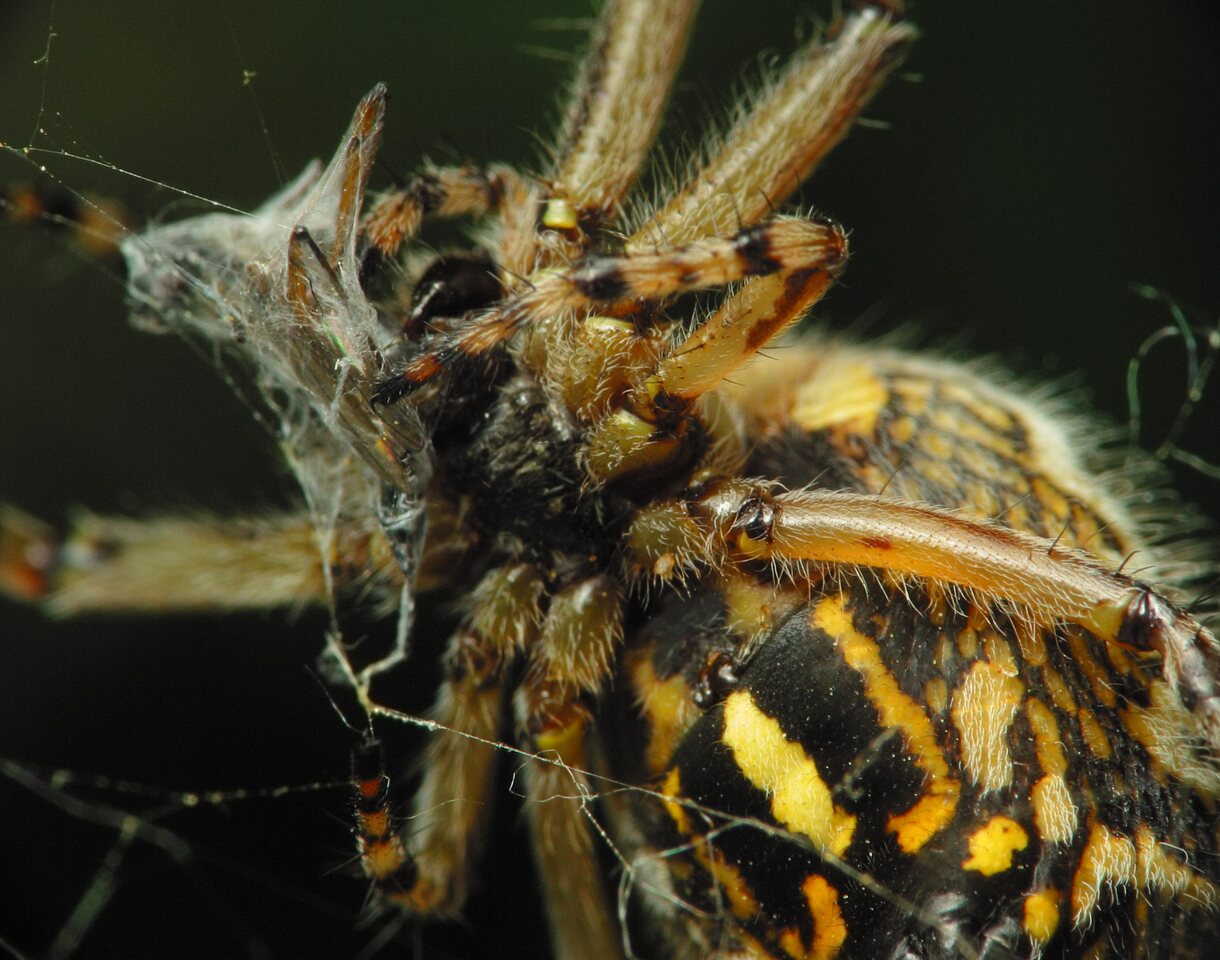 Araneidae-Aculepeira-ceropegia-female-2610.jpg