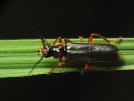Cantharis nigra · minkštavabalis