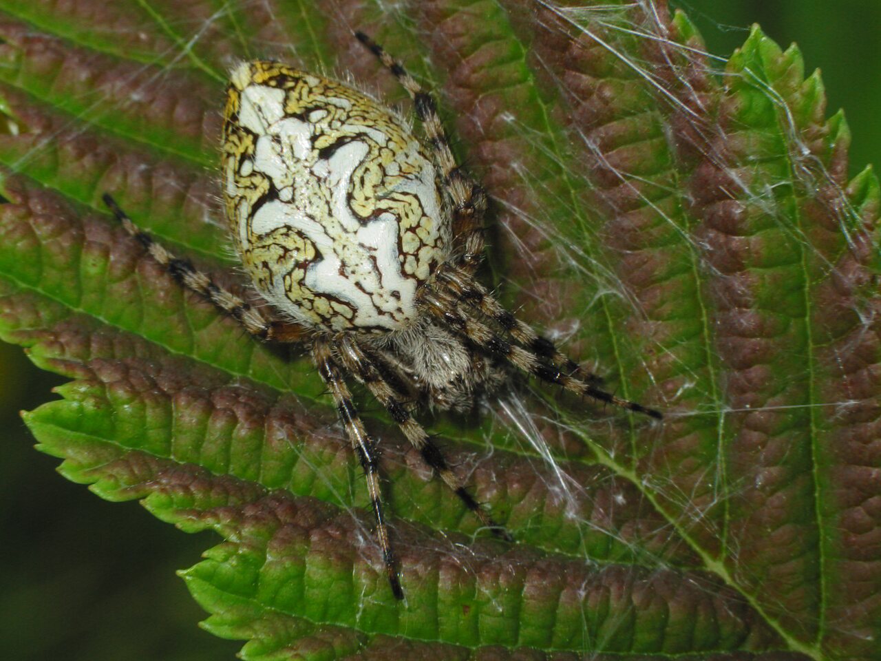 Araneidae-Aculepeira-ceropegia-female-2667.jpg