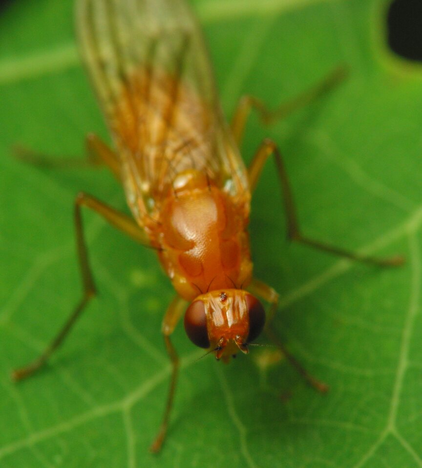 Diptera-2740.jpg