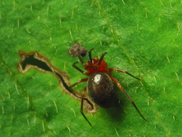 Trematocephalus cristatus · raudonasis žvilgčius