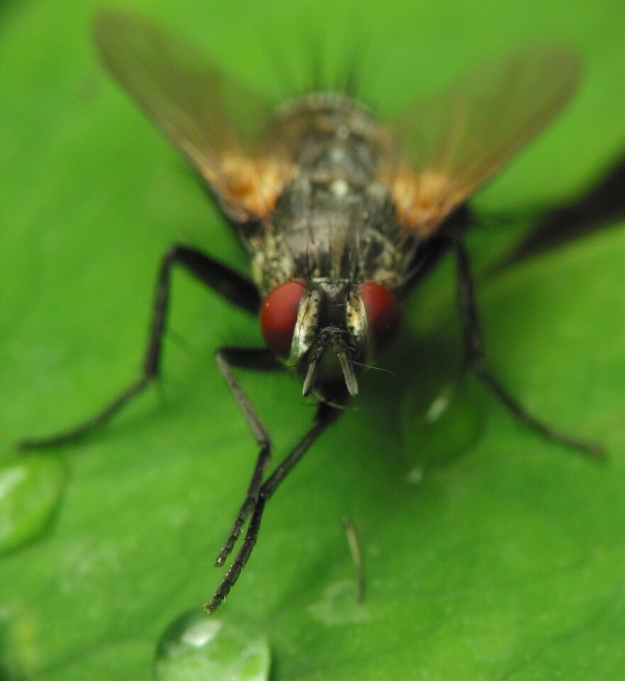 Diptera-2784.jpg