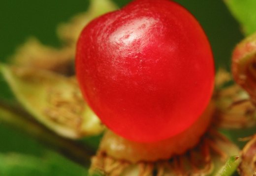 Rubus saxatilis fruit · paprastoji katuogė, vaisius