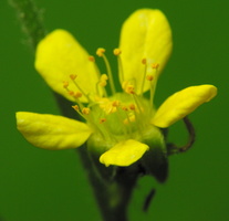 Ranunculus sp. · vėdrynas
