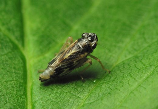 Evacanthus acuminatus · cikadėlė