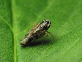 Cicadellidae · cikadėlės