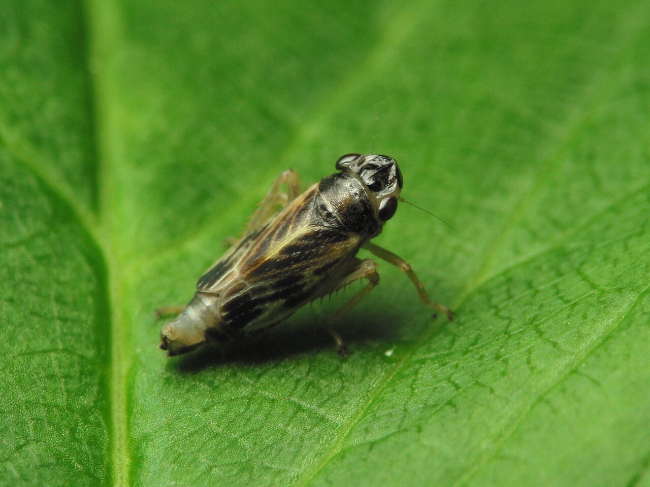 Evacanthus acuminatus male · cikadėlė ♂