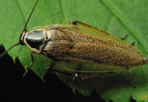 Blattodea · tarakonai
