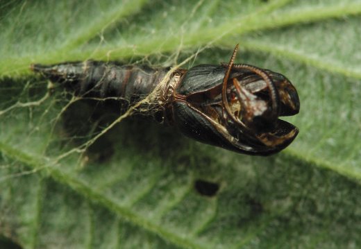 Insect pupa exuviae