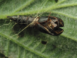Insect pupa exuviae