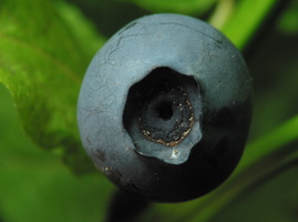 Vaccinium myrtillus berry · mėlynė, uoga