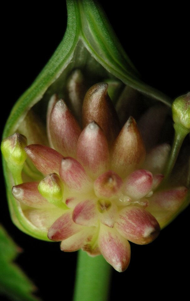 Allium-oleraceum-3055.jpg