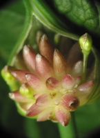 Allium oleraceum · laukinis česnakas