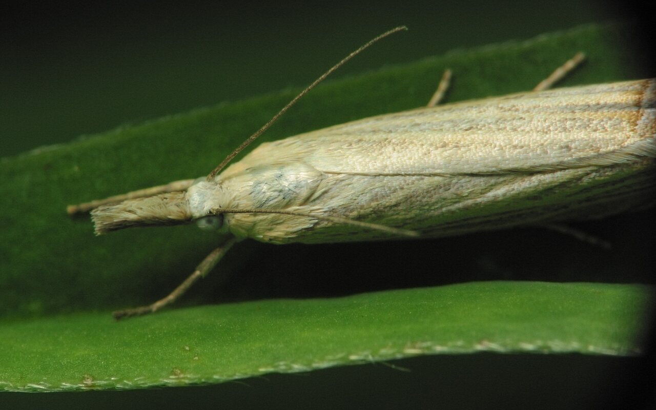 Lepidoptera-3128.jpg