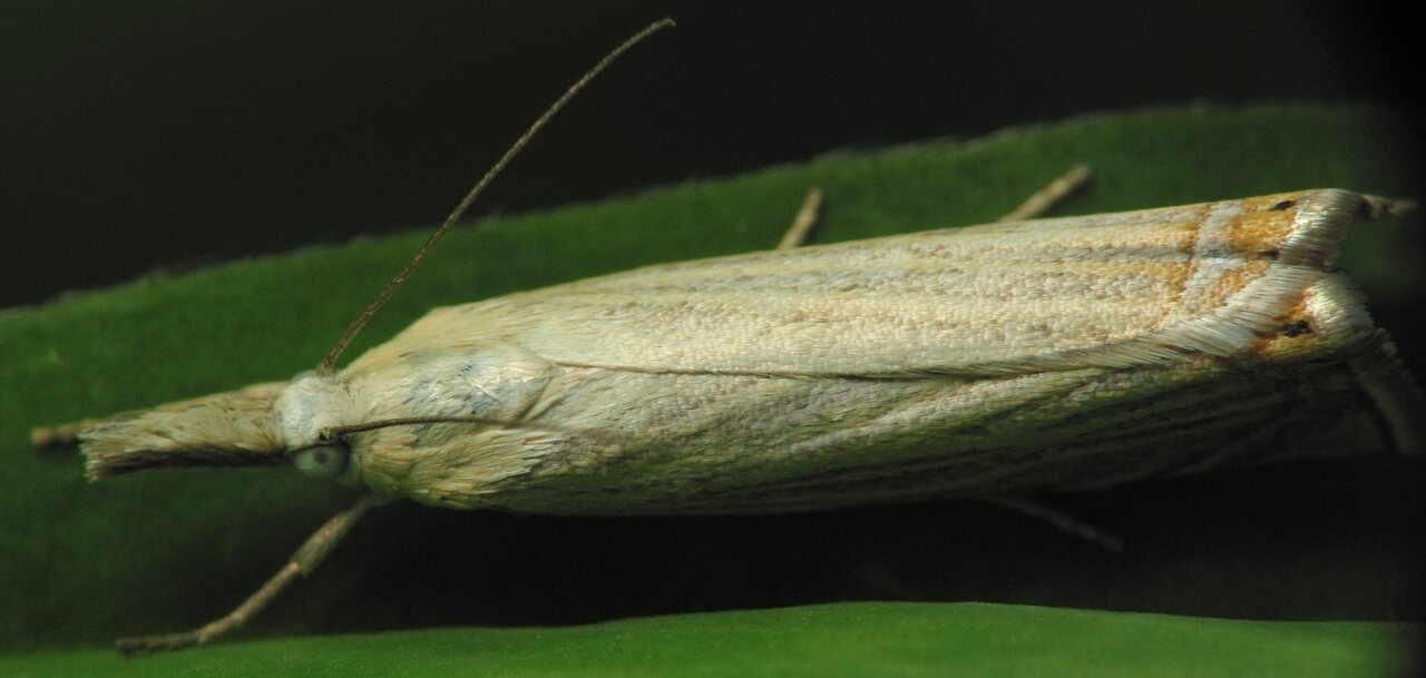 Lepidoptera-3129.jpg