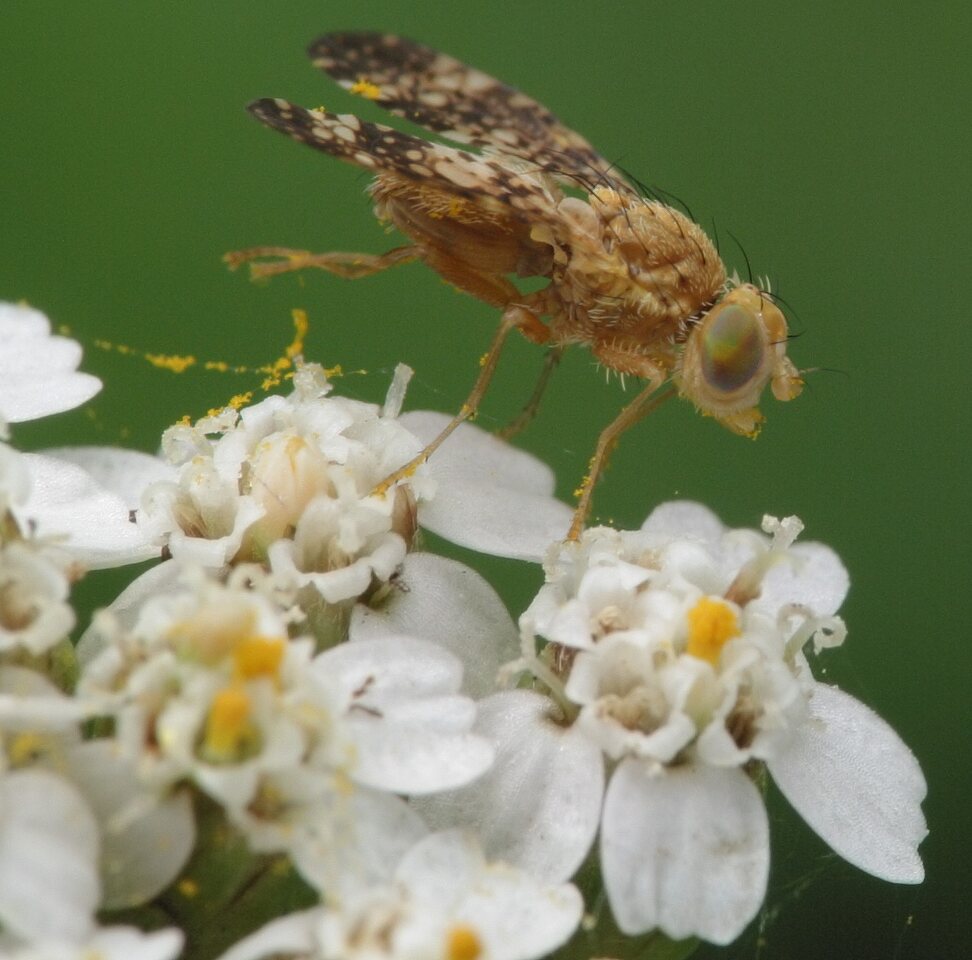Oxyna flavipennis · margasparnė