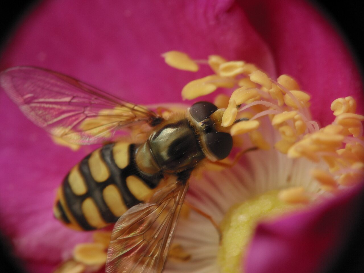 Eupeodes corollae female · žiedmusė ♀
