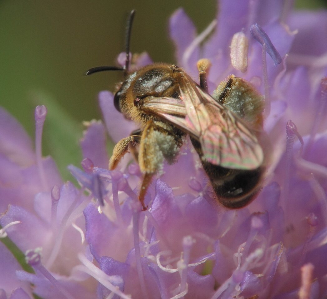 Apidae-3264.jpg