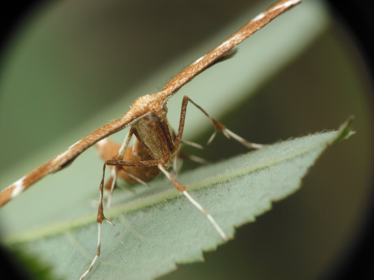 Cnaemidophorus rhododactyla · erškėtinis pirštasparnis