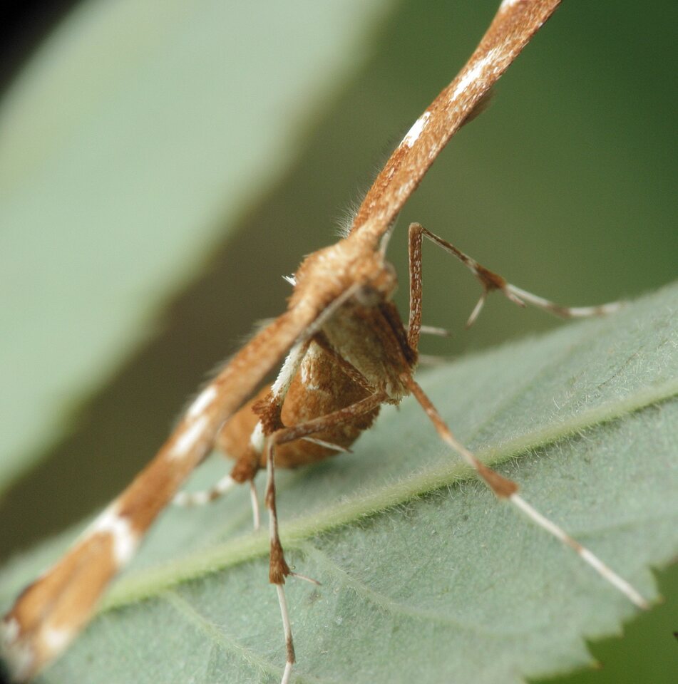 Cnaemidophorus rhododactyla · erškėtinis pirštasparnis