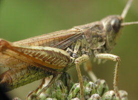 Acrididae · skėrys