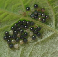 Insecta eggs