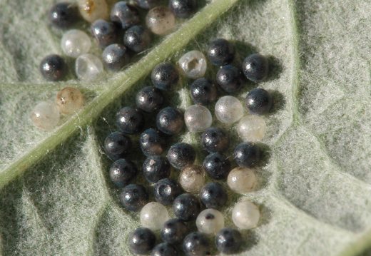 Insecta · eggs