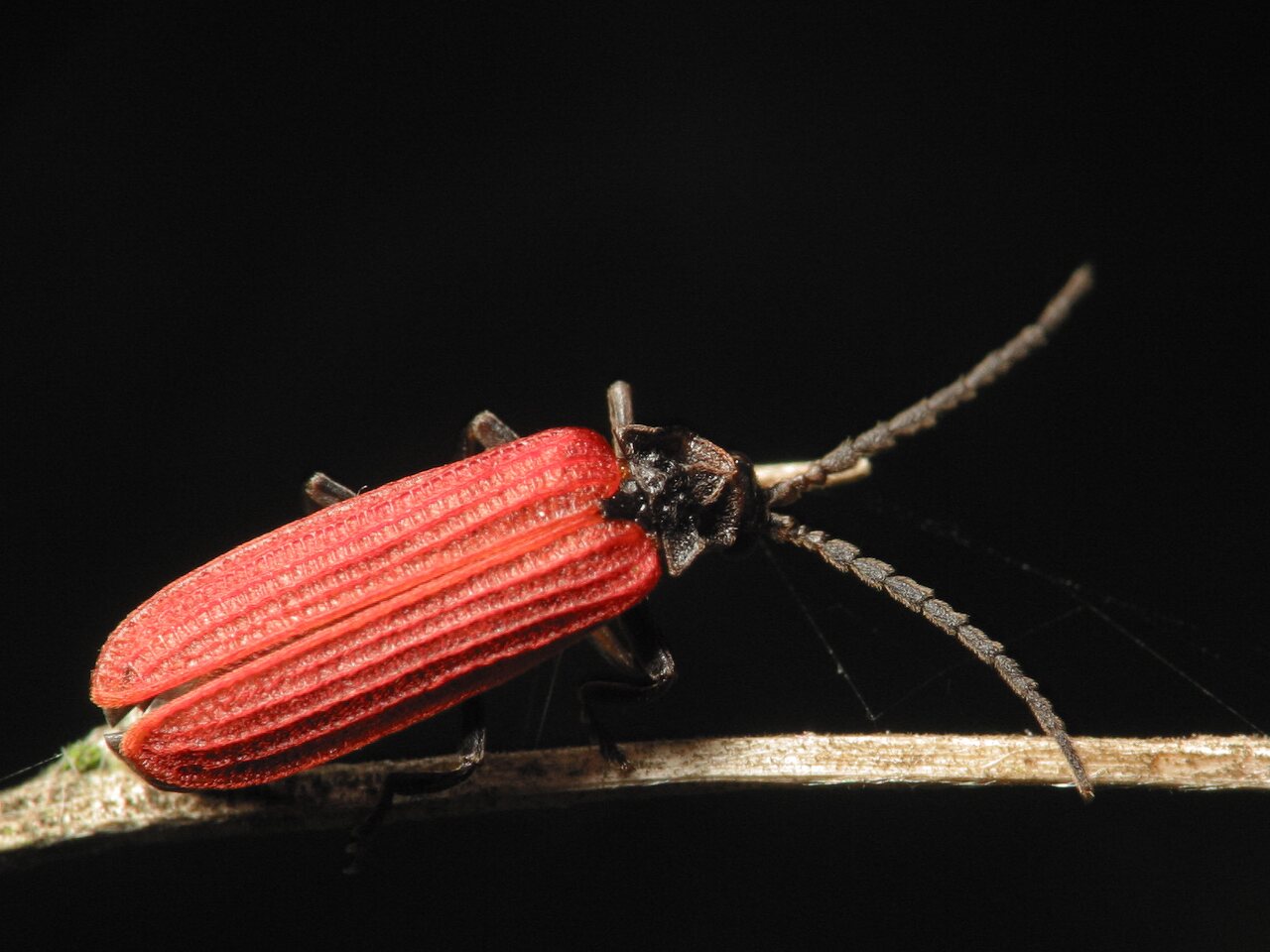 Pyropterus nigroruber · žiedvabalis
