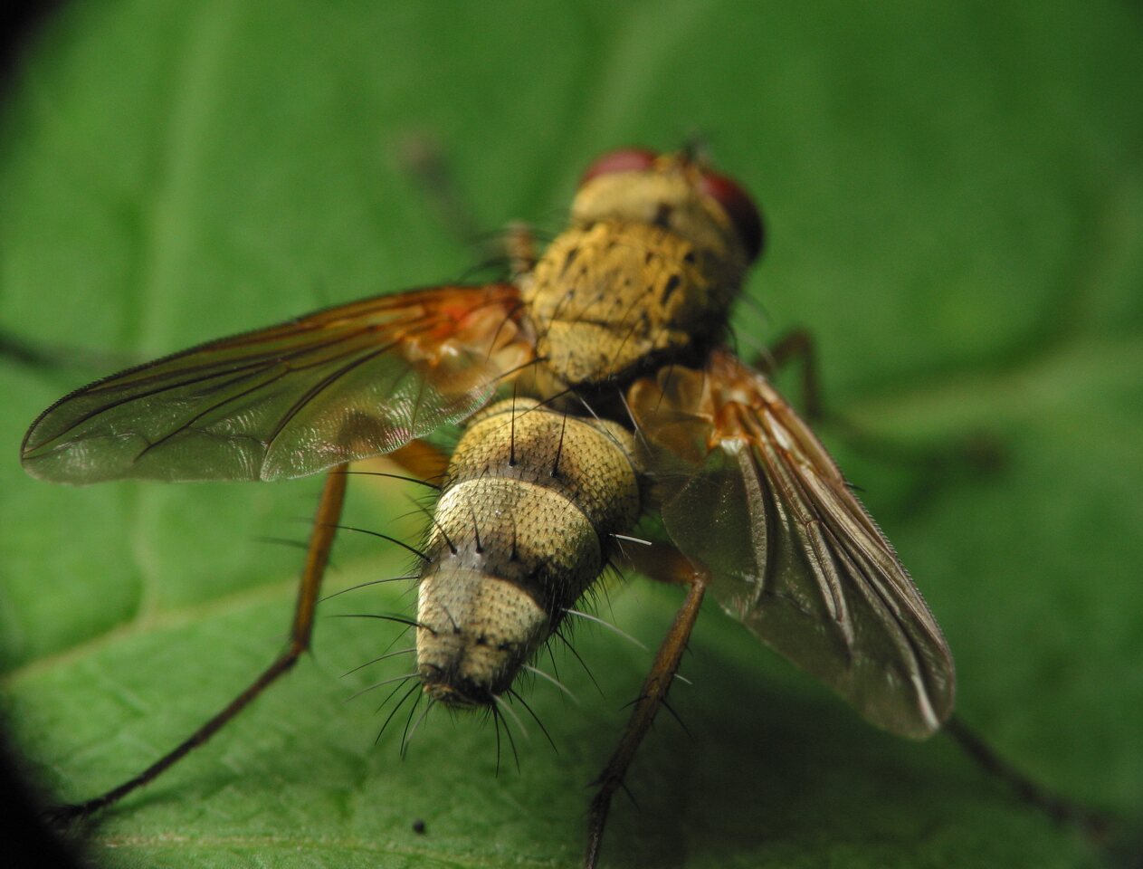 Diptera-3376.jpg