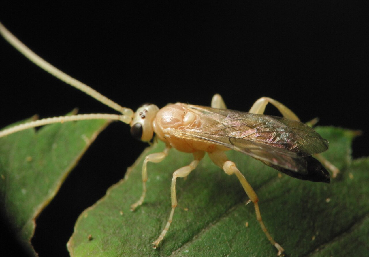 Hymenoptera-3383.jpg