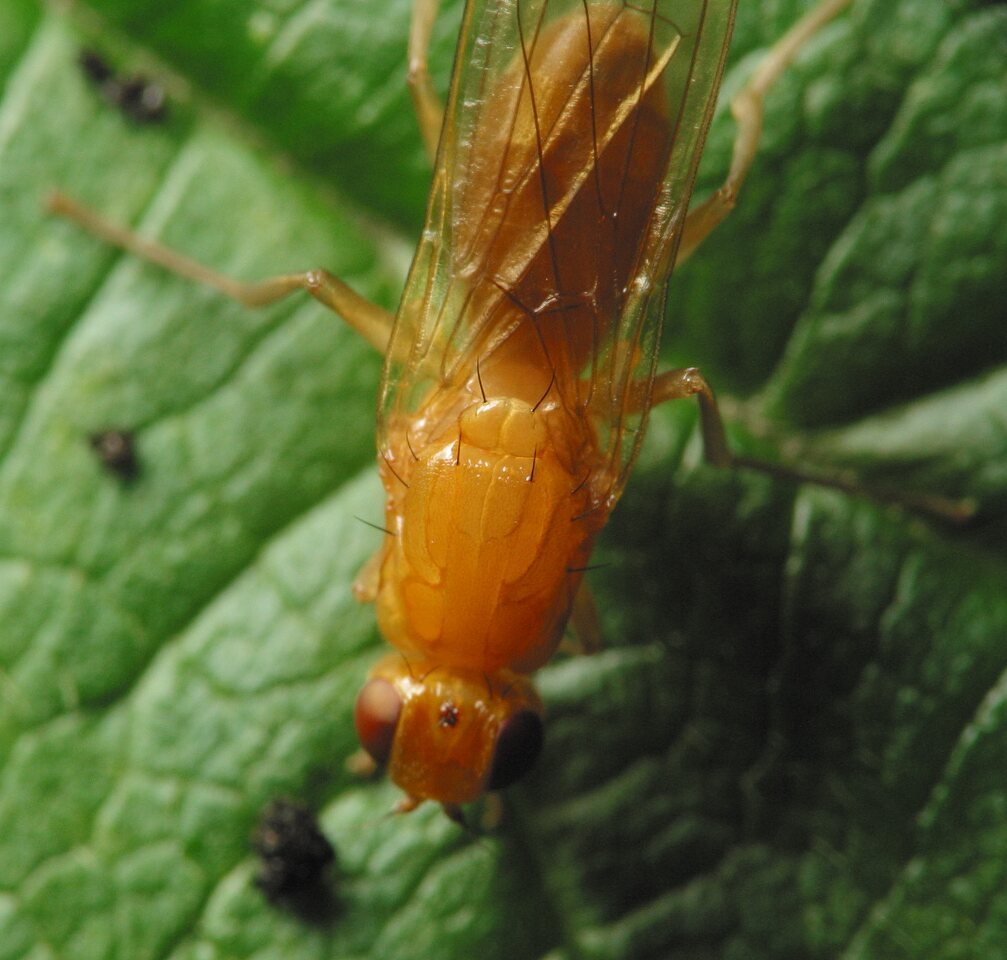Diptera-3393.jpg