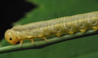 Hymenoptera larva · plėviasparnis, lerva