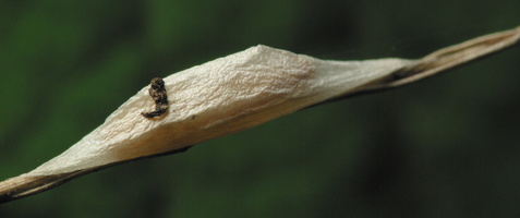 Zygaenidae · marguolis