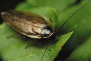 Ectobius lapponicus, male · laplandinis prūsokas ♂