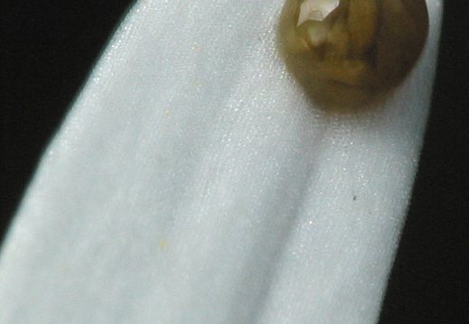 Insecta eggs?